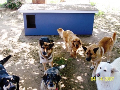 dog house plans