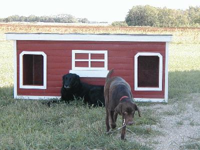 Braveheart & Scooby - Manitoba