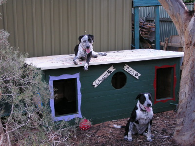 Chusca and Pico - Australia