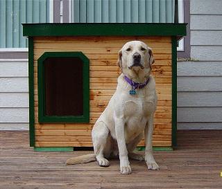 Jake - Idaho