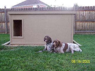 Roscoe & Daisy - Ohio
