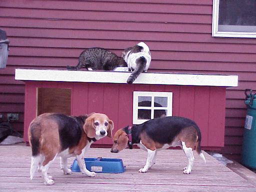 Shelby & Hallie,Cannon & Peanut - CT