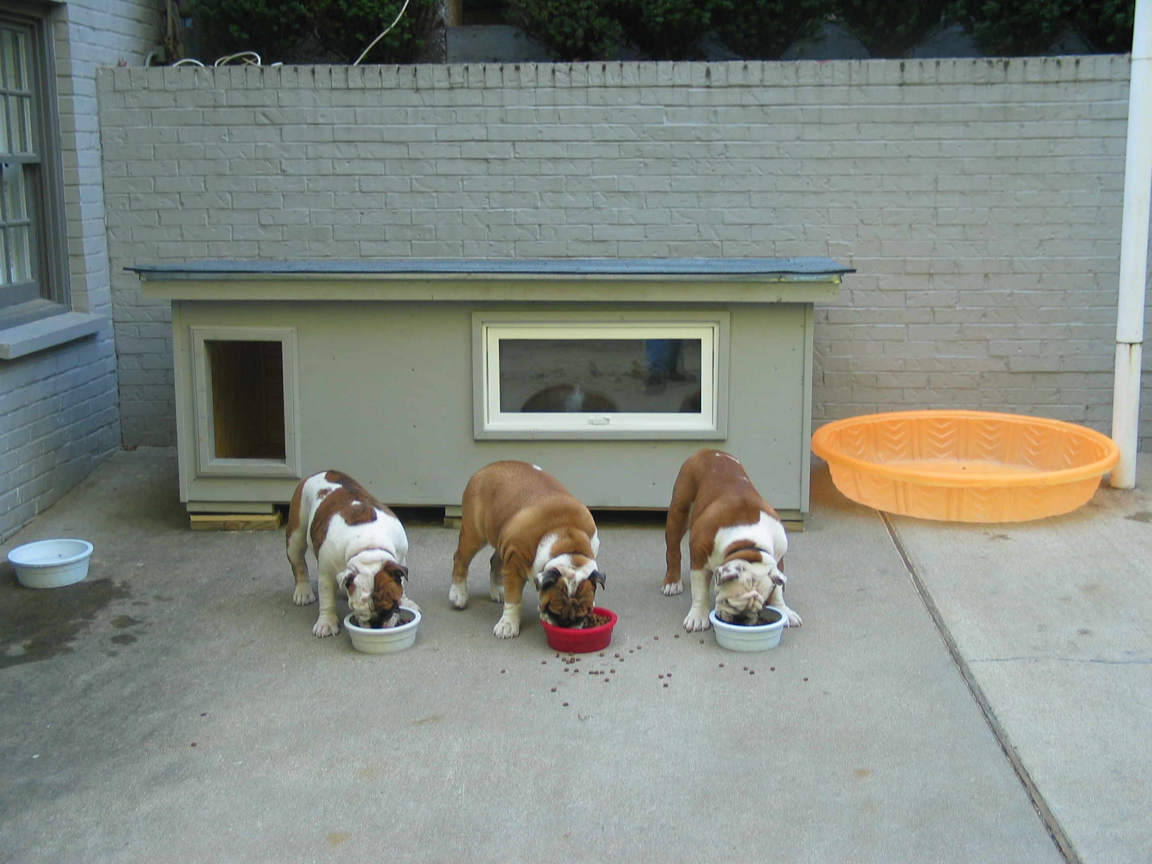 Victor, Otis, & Jake - Missouri