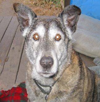 Dingo Chestnut 1994 - 2006 - Indiana